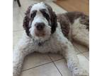 Adopt Malcolm a Brown/Chocolate - with White St. Bernard / Poodle (Standard) /