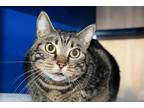 Adopt LUCY a Brown Tabby Domestic Shorthair / Mixed (short coat) cat in
