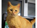 Adopt POPPY a Orange or Red Tabby Domestic Shorthair / Mixed (short coat) cat in