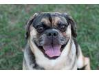 Adopt Evita a Tan/Yellow/Fawn - with Black Pug / Beagle dog in Howey in the