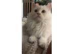 Adopt MAUI a White (Mostly) Persian (long coat) cat in Toronto, ON (34561725)