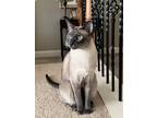 Adopt Angus a Gray or Blue Siamese / Mixed (short coat) cat in Simpsonville
