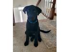 Adopt Pup Jasmine a Black Shepherd (Unknown Type) / Labrador Retriever / Mixed