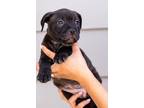 Adopt Puebla a Black Staffordshire Bull Terrier / Labrador Retriever / Mixed dog