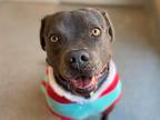 Adopt CHARLIE a Gray/Blue/Silver/Salt & Pepper Staffordshire Bull Terrier /