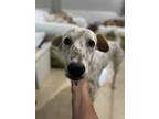 Adopt Toby a White - with Red, Golden, Orange or Chestnut Collie / Saluki /