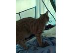 Adopt Agnes a Orange or Red (Mostly) American Shorthair / Mixed (short coat) cat
