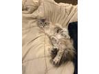 Adopt Simba a Cream or Ivory (Mostly) Domestic Longhair / Mixed (long coat) cat