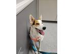 Adopt PEANUT a White - with Brown or Chocolate Canaan Dog / Mixed dog in Las
