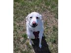 Adopt Waylen a White Akbash / Mixed dog in Valley Falls, KS (34558167)