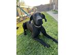 Adopt Olive a Black Great Dane / Doberman Pinscher dog in oklahoma city