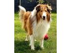 Adopt Akilo a Collie / Mixed dog in Nanaimo, BC (34557386)