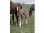 2022 red dun colt A grandson of A Smooth guy