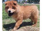 Chow Chow PUPPY FOR SALE ADN-380127 - Male chowchow