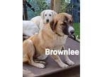 Adopt Brownlee a Great Pyrenees