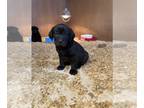 Labrador Retriever PUPPY FOR SALE ADN-379726 - Black Lab Puppies