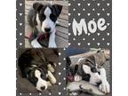 Adopt Moe a Pit Bull Terrier / Husky dog in Colorado Springs, CO (34566657)