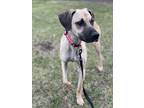 Adopt March $450 a Black Mouth Cur / Greyhound / Mixed dog in Milwaukee