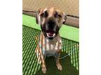 Adopt DJ A Brown/Chocolate - With Black Black Mouth Cur / Mixed Dog In Phoenix