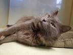 Adopt Erickson a Gray or Blue Domestic Mediumhair (medium coat) cat in Smithers