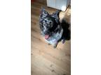 Adopt Matilda "Tilly" a Black - with White Border Collie / German Shepherd Dog /