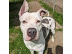 Adopt Camilo a White - with Tan, Yellow or Fawn Great Dane / Pit Bull Terrier /
