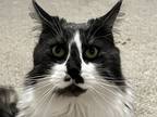 Adopt Dexter a Black & White or Tuxedo Maine Coon / Mixed (long coat) cat in San