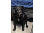 Adopt Rumbo a Black Labrador Retriever / Mixed dog in Machias, ME (34556872)