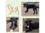 Adopt Sky a Pit Bull Terrier / Husky dog in Colorado Springs, CO (34566656)