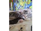 Adopt Elle a Tiger Striped American Curl / Mixed (medium coat) cat in San