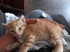 Adopt Unknown a Orange or Red Bengal / Mixed (short coat) cat in Port Hueneme