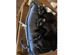 Adopt Kittens a Black (Mostly) Domestic Shorthair / Mixed (short coat) cat in