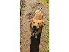 Adopt Sif a Border Collie / Golden Retriever / Mixed dog in Comox, BC (34565889)