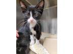 Adopt Dee a All Black Domestic Shorthair / Domestic Shorthair / Mixed cat in