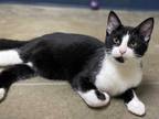 Adopt Sonic a All Black Domestic Shorthair / Domestic Shorthair / Mixed cat in