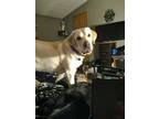 Adopt Clyde a Tan/Yellow/Fawn Labrador Retriever / Mixed dog in Fulton