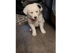Adopt Bella a White - with Black Australian Shepherd / Mixed dog in Leeds
