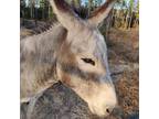 Adopt Spruce a Donkey/Mule/Burro/Hinny / Mixed horse in FREEPORT, FL (34564034)