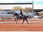 Dressage Andalusian Stallion