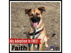 Adopt Faith a German Shepherd Dog, Mastiff