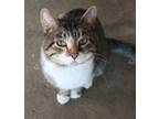 Adopt Coco a Tabby