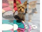 Yorkshire Terrier PUPPY FOR SALE ADN-380825 - URGENT Rehoming Perfect AKC Yorkie