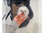 Maltese PUPPY FOR SALE ADN-380806 - Teacup Maltese Puppies