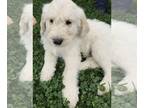 Labradoodle PUPPY FOR SALE ADN-380407 - Labradoodle Puppies Litter of nine