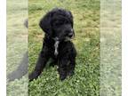 Labradoodle PUPPY FOR SALE ADN-380408 - Labradoodle Puppies Litter of nine
