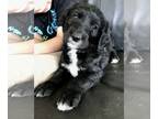 Labradoodle PUPPY FOR SALE ADN-380409 - Labradoodle Puppies Litter of nine