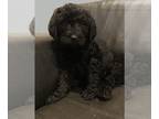 Labradoodle PUPPY FOR SALE ADN-380411 - Labradoodle Puppies Litter of nine
