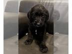 Labradoodle PUPPY FOR SALE ADN-380414 - Labradoodle Puppies Litter of nine