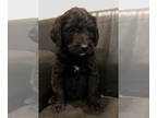 Labradoodle PUPPY FOR SALE ADN-380415 - Labradoodle Puppies Litter of nine
