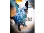 Adopt Desi a Australian Cattle Dog / Blue Heeler, Mixed Breed